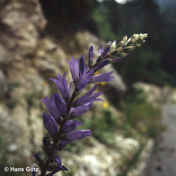 Campanula Spicata Wildbienen Im Garten