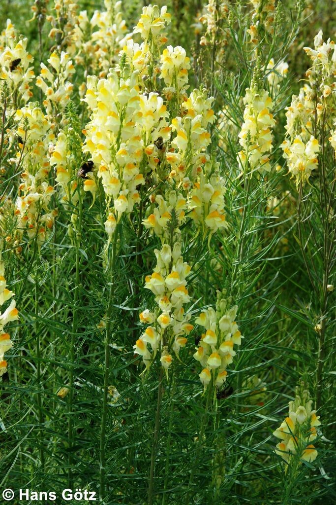 Linaria Vulgaris Wildbienen Im Garten