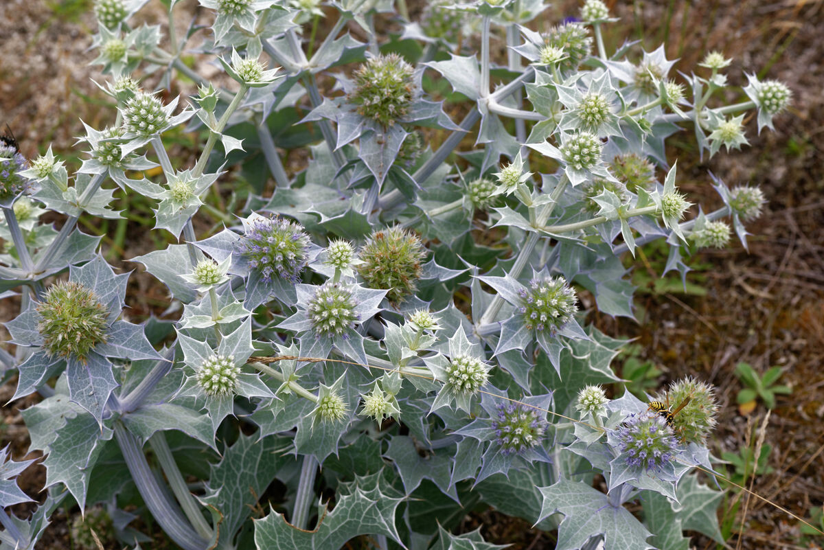 Eryngium Maritimum :: Wildbienen Im Garten