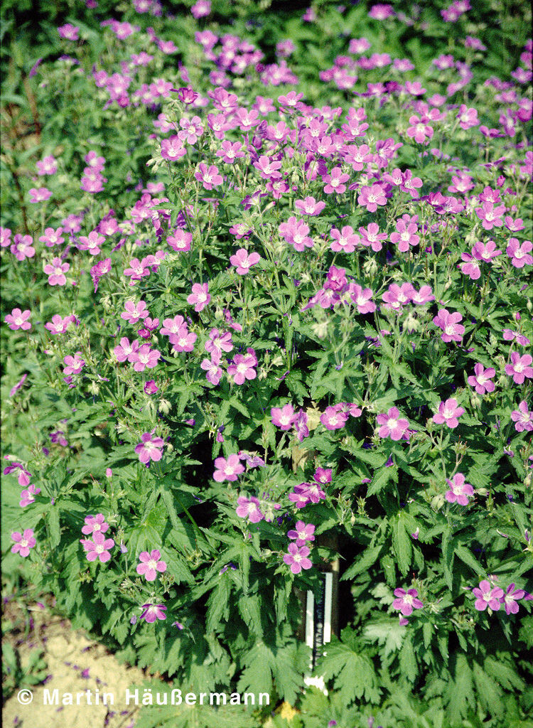 Geranium Sylvaticum Wildbienen Im Garten